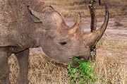 Morani Rhino Kenya